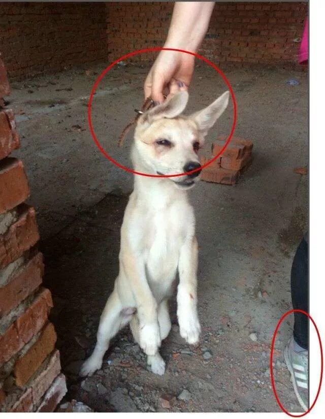 Девочки убивают животных