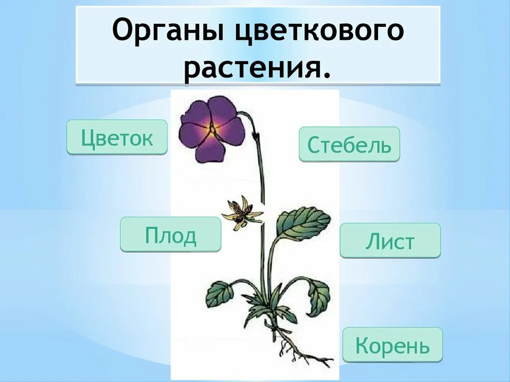 Тела растений имеет строение. Строение органов цветкового растения. Органы цветкового растения 6 класс. Органы цветкового растения лист корня плод. Корень стебель лист.