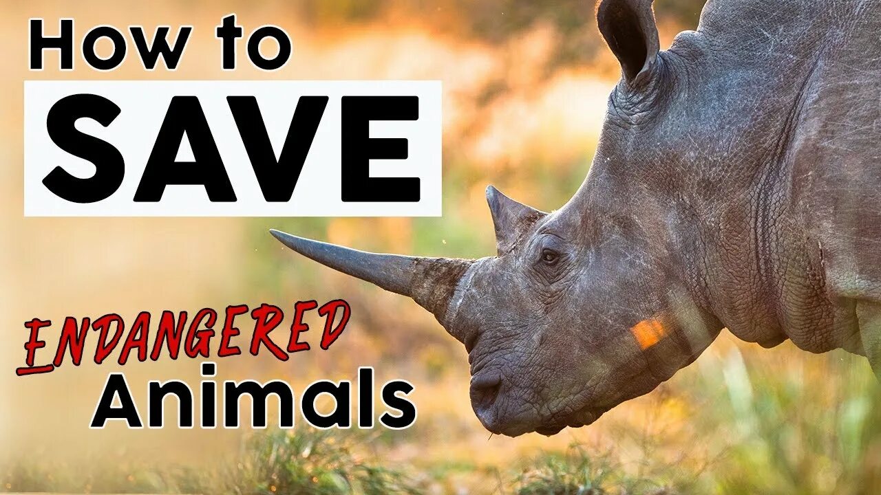 Save animals. Save endangered animals.