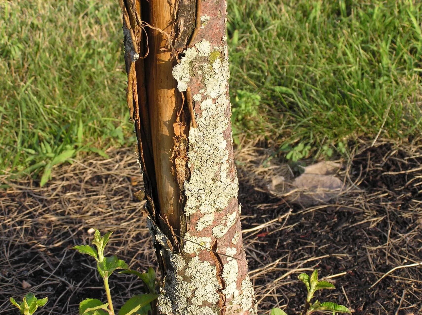 Tree fix