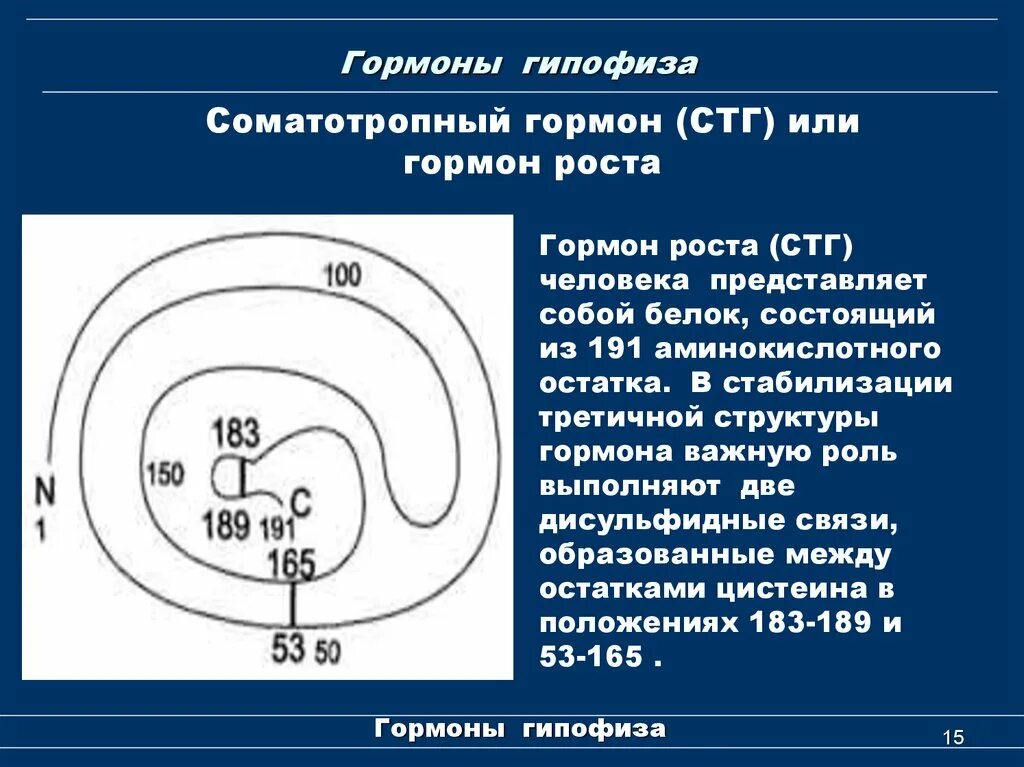 Гипофиз роста. Строение соматотропный гормон (СТГ). СТГ гормон строение. Гипофиз гормоны соматотропный (гормон роста). Соматотропный гормон формула.