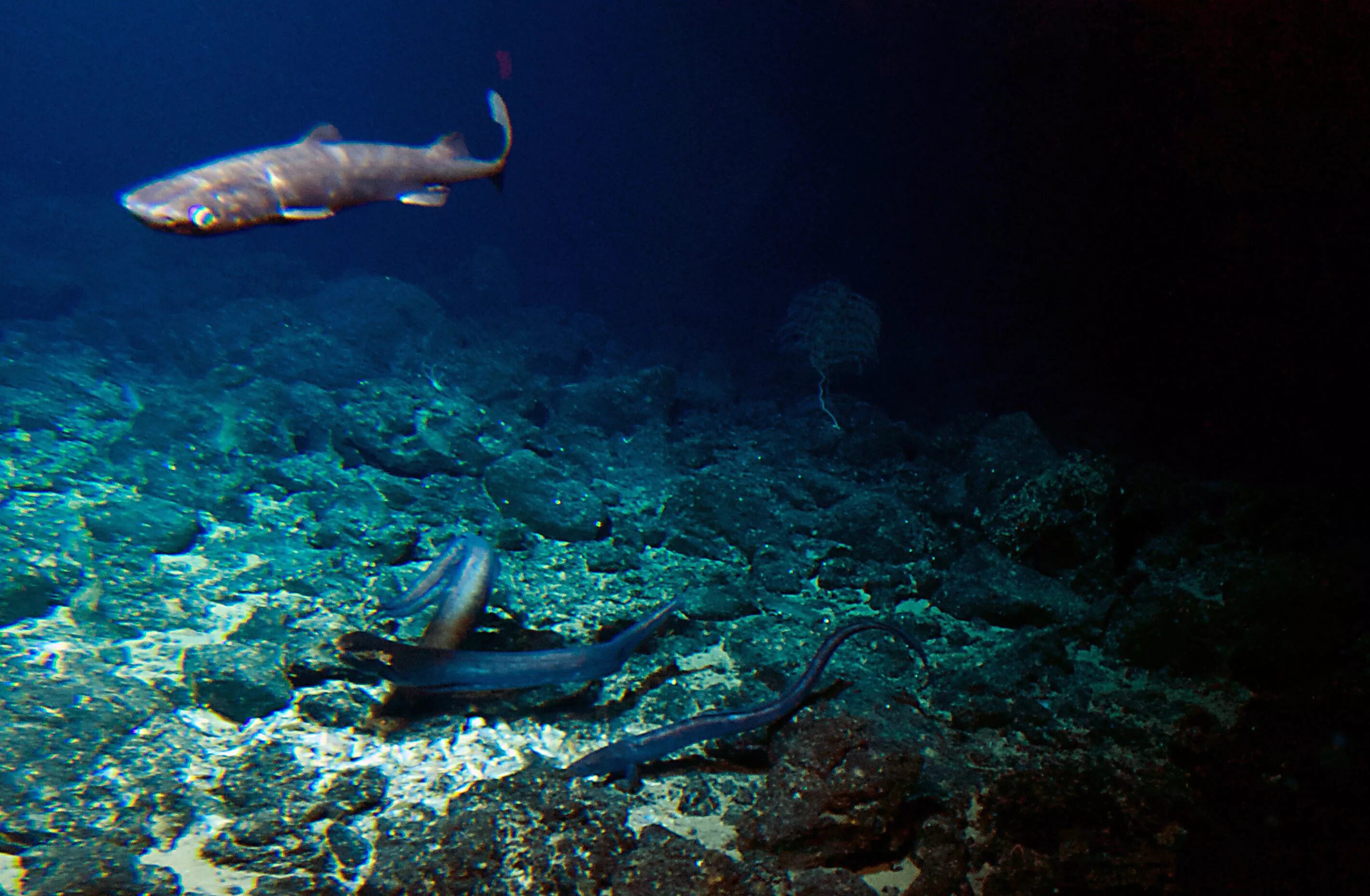 Почему обитатели живущие на дне океана испытывают. Подводные обитатели океана. Обитатели дна океана. Рыбы на глубине океана. Обитатели глубин океана.