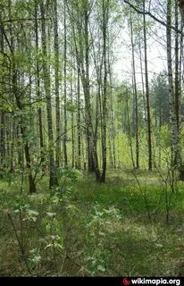 Улица лесной массив