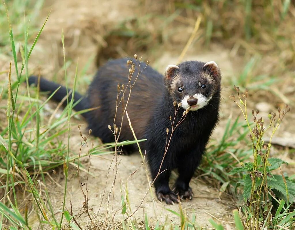 Лесной хорёк. Хорь Лесной Mustela putorius. Хорек черный. Хорёк Лесной черный.