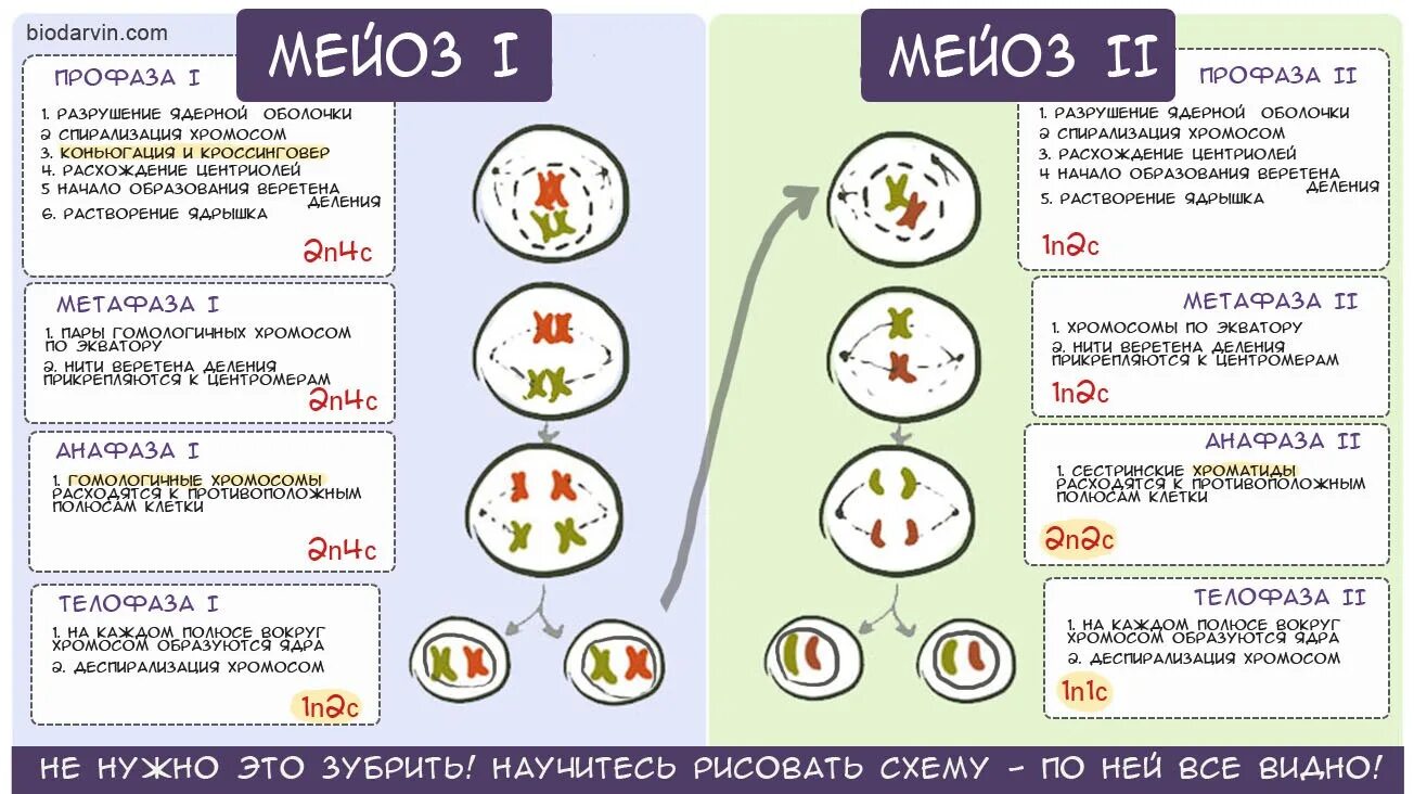 Фазы митоза и мейоза таблица кратко. Фазы мейоза кратко схема. Митоз мейоз таблица набор. Фазы митоза и мейоза ЕГЭ.