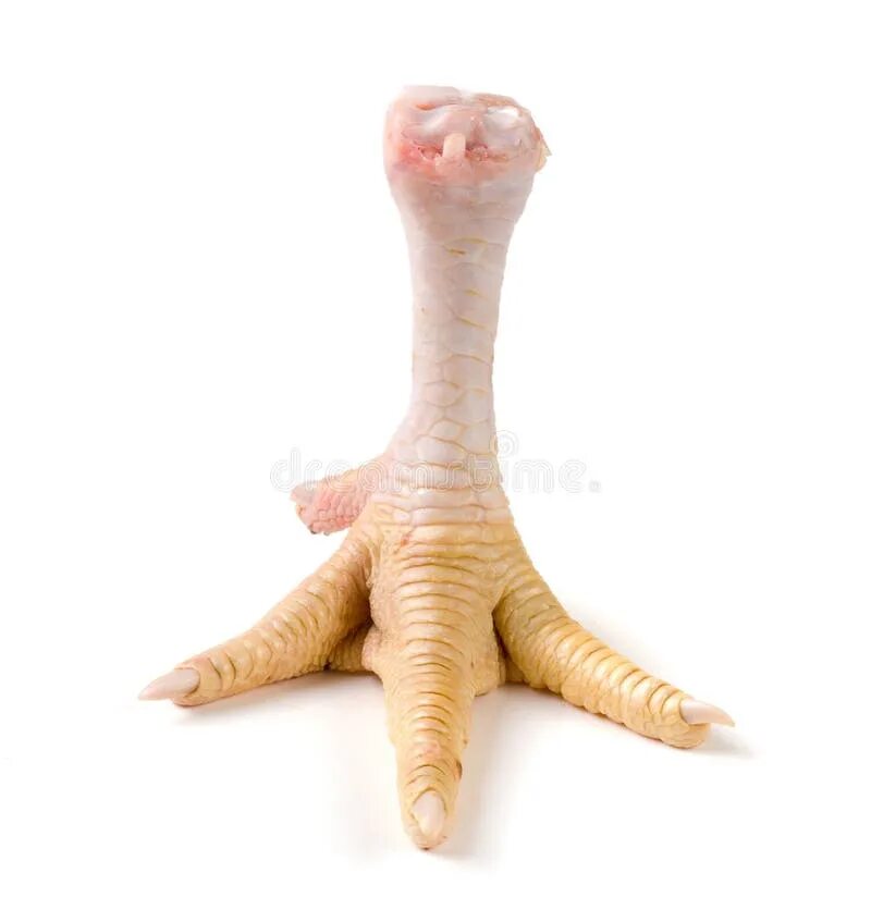 Как выглядит нога курицы Chicken Drumsticks on Cutting Board Stock Image Image of drumsticks, wooden: 8