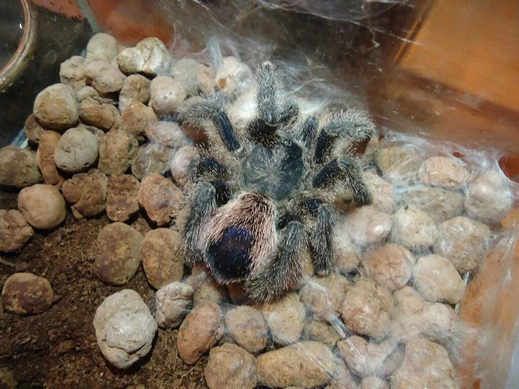 Экскурсии в томске про пауков. Роды паука птицееда. Боевая стойка паука птицееда. Паук птицеед 180 лап. Паук информатика.