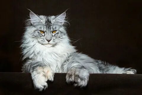 Кот мэйкун