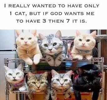 As a cat