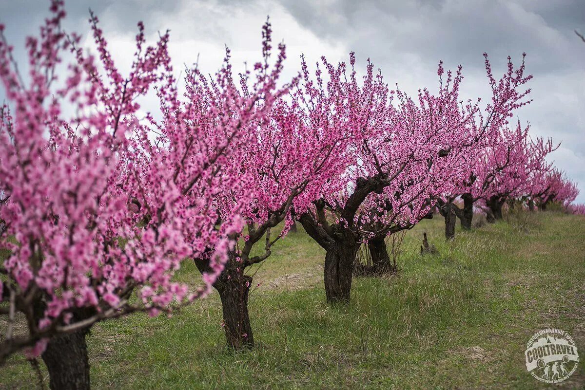 Что цветет розовым в крыму. Цветение миндаля в Крыму. Персиковые сады Пшада.