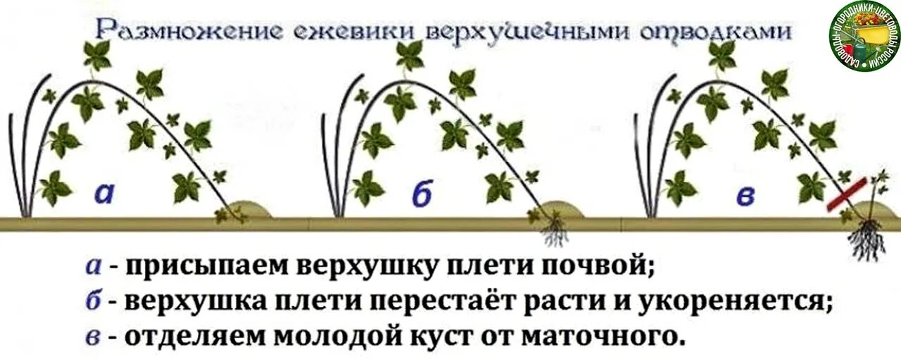 Как ухаживать за ежевикой весной. Размножение малины Кумберленд отводками. Размножение ежевики отводками осенью. Размножение малины отводками. Размножение малины Кумберленд черенками.