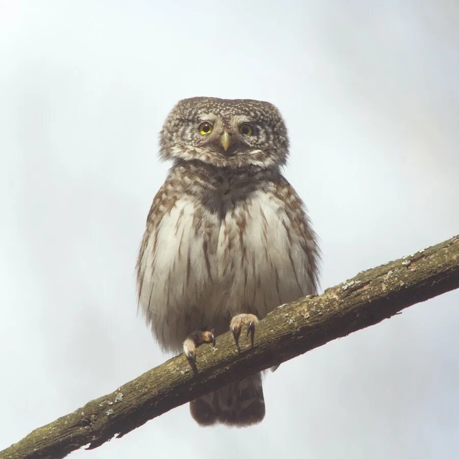Воробьиный сычик отряд. Воробьиный сычик. воробьиный сыч glaucidium passerinum (linnaeus, 1758) отряд совообразные – strigiformes. воробьиный сычик филимоша. андоский бакембардовский сычик.
