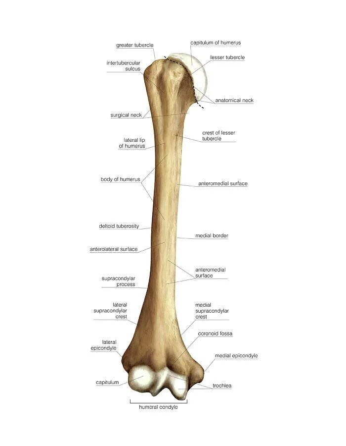 Curved humerus. Humerus anatomy. os humerus. capitulum humeri. left humerus.