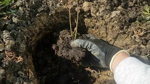 Посадка саженцев голубики весной в открытый