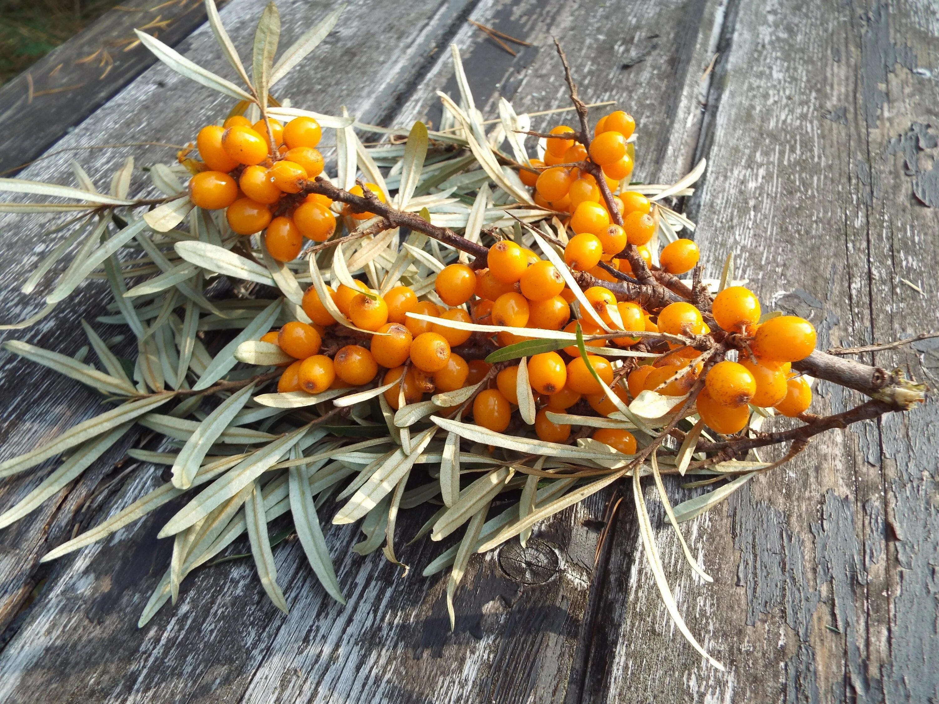 Облепиха фото ягода. Облепиха крушиновидная. облепиха крушиновидная (hippophae rhamnoides). облепиха крушиновидная полмикс. облепиха крушиновидная листья.