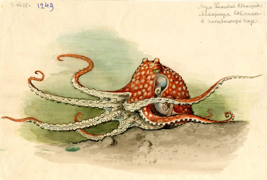 Осьминог юмор. Кондаков художник анималист. Осьминог работа. Осьминог работа. Осьминог работа.
