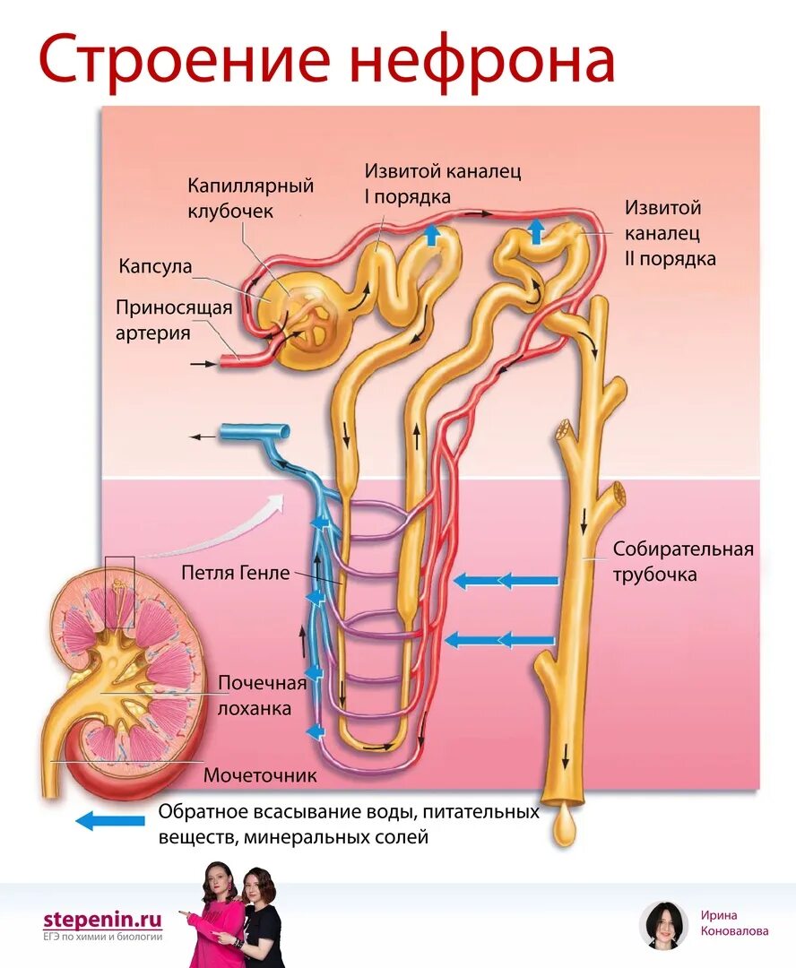 Петля извитого канальца нефрона. 2) Капсула нефрона. Строение нефрона ЕГЭ биология. Нефрон каналец первого порядка. Канальцы нефрона 4.