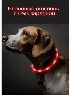 Ошейник pet