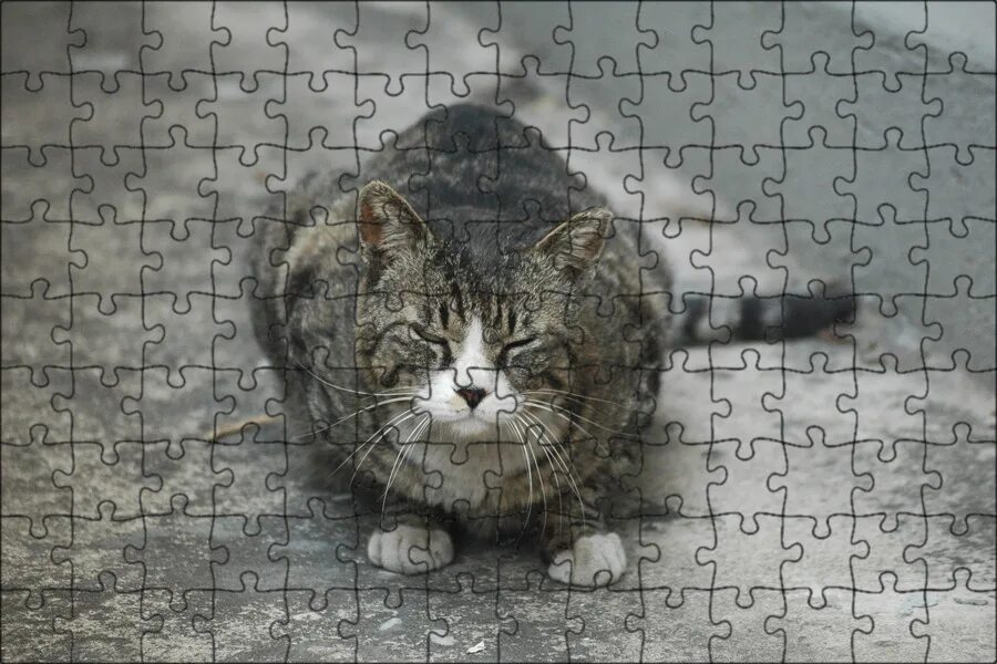 Алее кот. Уличный кот. серый уличный кот. красивый уличный кот. уличный кот фото.