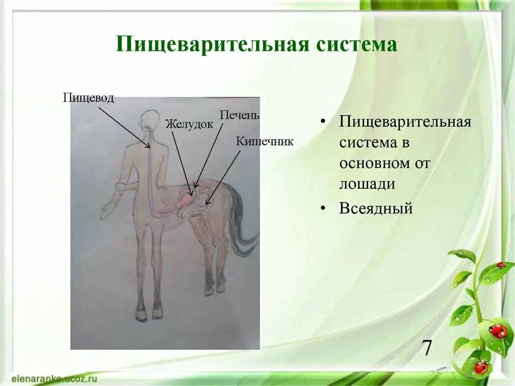 Пищеварительная система кентавра. Физиология кентавров. Физиологическое строение кентавров. Ковид органы