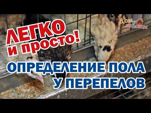 Как отличить самцов перепелов