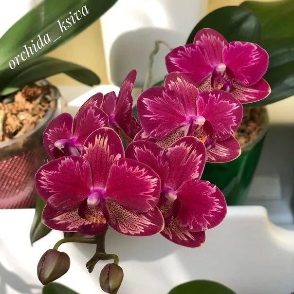 Орхидея интрига. Интрига орхидея и ее сестра очень похожа на нее. Капучино орхидея фаленопсис. Орхидея интрига. Орхидея интрига.