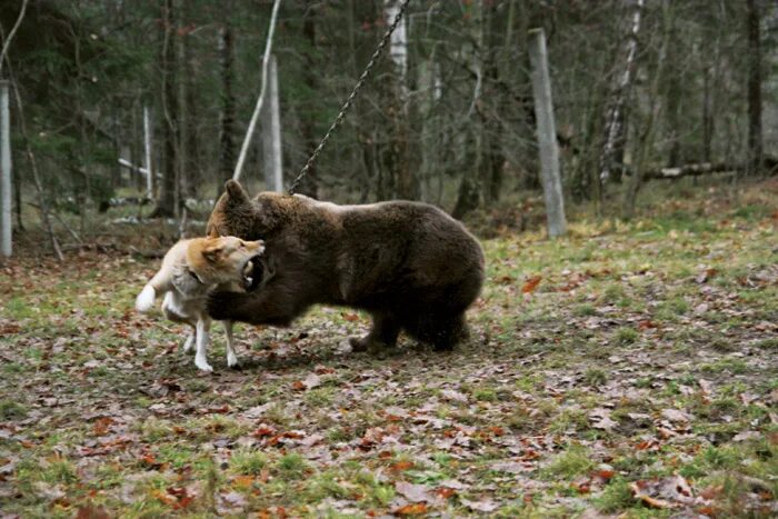 Собака лиса медведь. Помет диких животных в лесу. Экскременты диких животных леса. Медведь и лиса. Лиса против медведя.