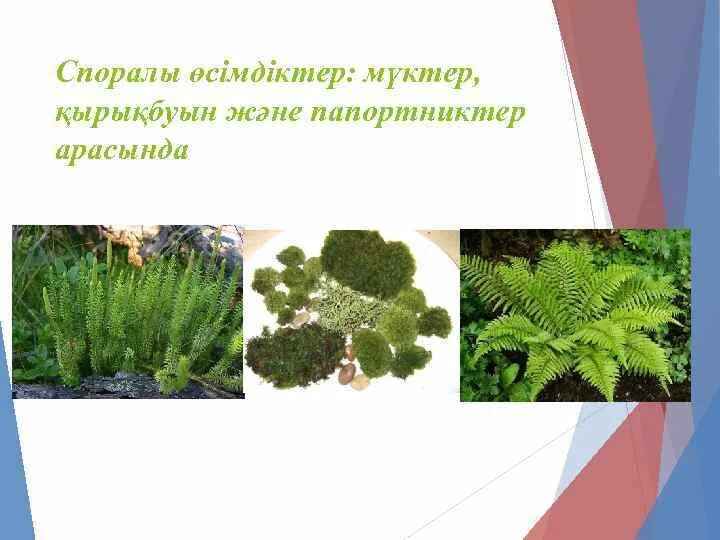 Споралы өсімдіктердің тіршілік циклі презентация. Плаун ликоподий. Цикл размножения папоротников схема. Мох сфагнум царство. Древние плауны.