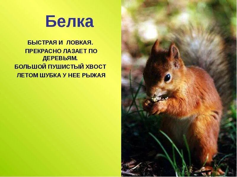 Красоте животного края