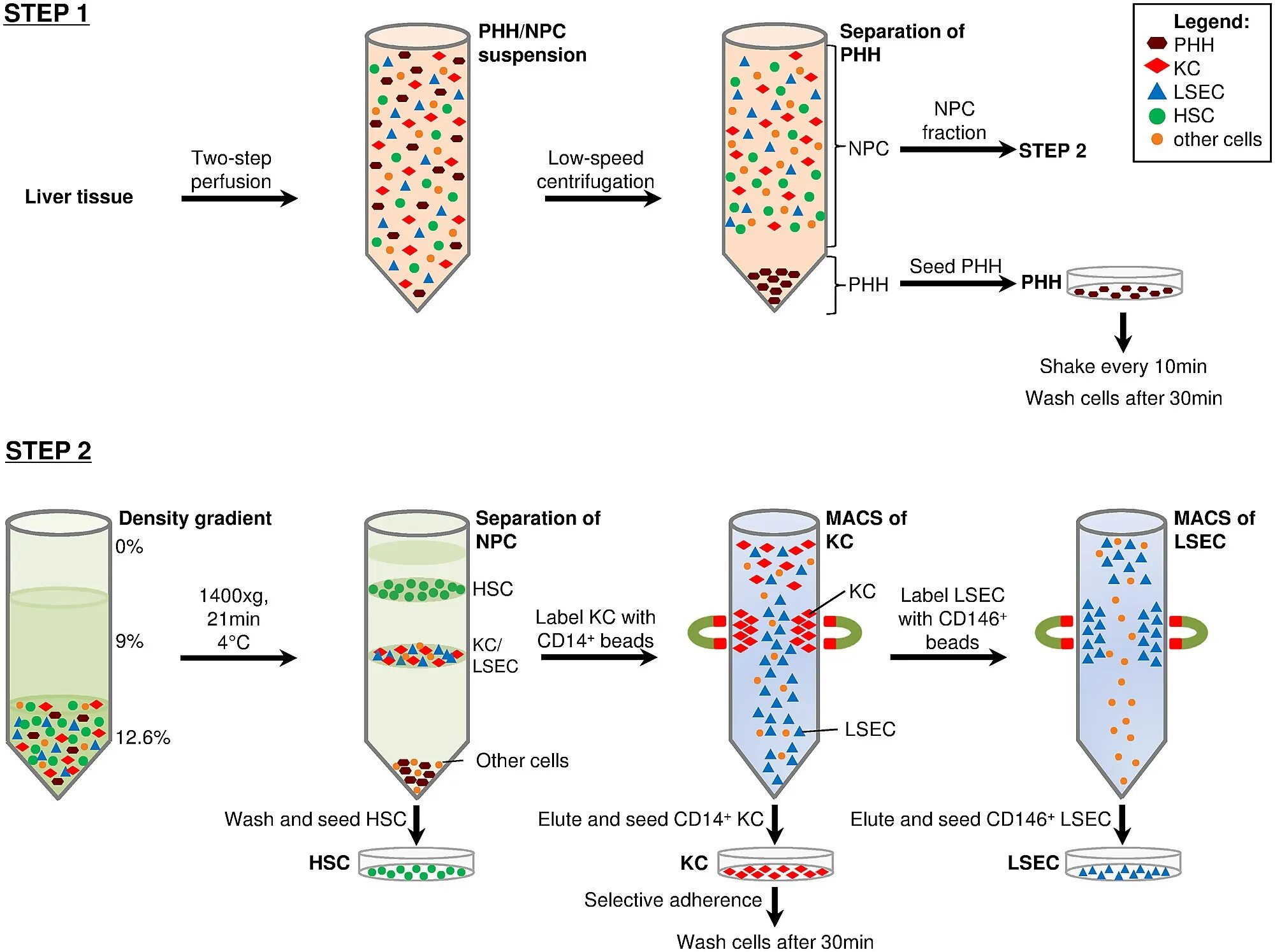 Steps of Tissue preparation. Liver Cell. Preparation scheme of silanated mesoporous Carbons.