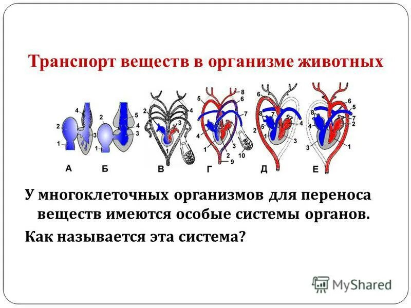 Картинки ПЕРЕДВИЖЕНИЕ В РАСТЕНИИ ОБЕСПЕЧИВАЕТ