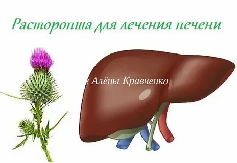 Расторопша очищает печень