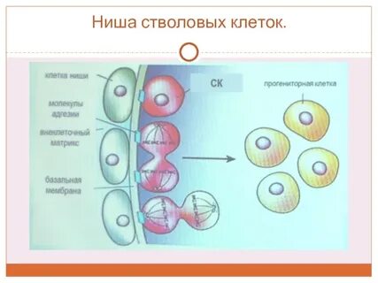 Близкие клетки