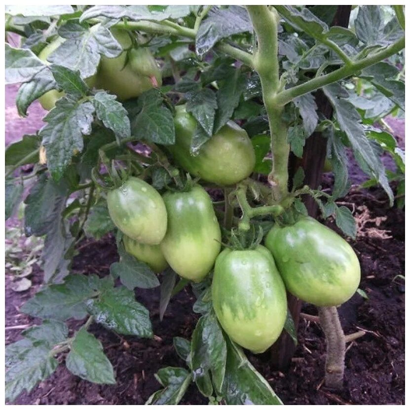 Сорт томата боец. Низкорослые сорта томатов буян. Томат боец (буян). Сорт томата боец. Сорт томата буян.