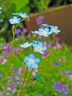 Forget me lots