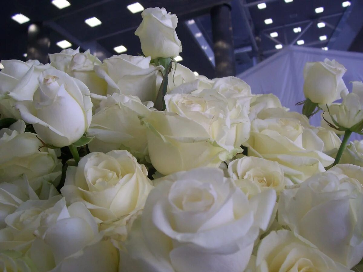 Белые розы версия