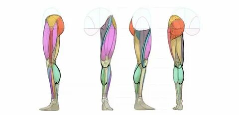 Legs anatomy