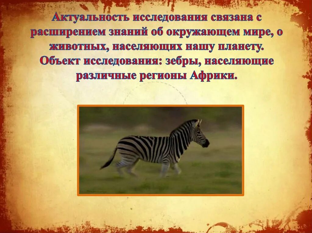 Зебра окружающий мир 1 класс. Зебра для презентации. доклад про зебру. зебра окружающий мир. описание зебры.