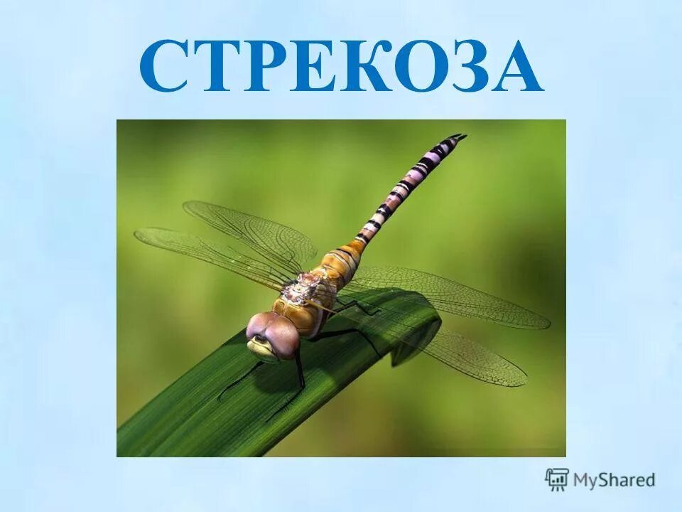 Загадка про стрекозу. Стрекоза для детей. Загадка про стрекозу для детей. Загадка про стрекозу для дошкольников.