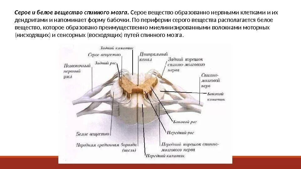 Выделения серого вещества. Белое вещество спинного мозга образовано. Схема распределения серого и белого вещества спинном мозге. Морфологическое строение белого вещества спинного мозга. Серое вещество и белое вещество спинного мозга.