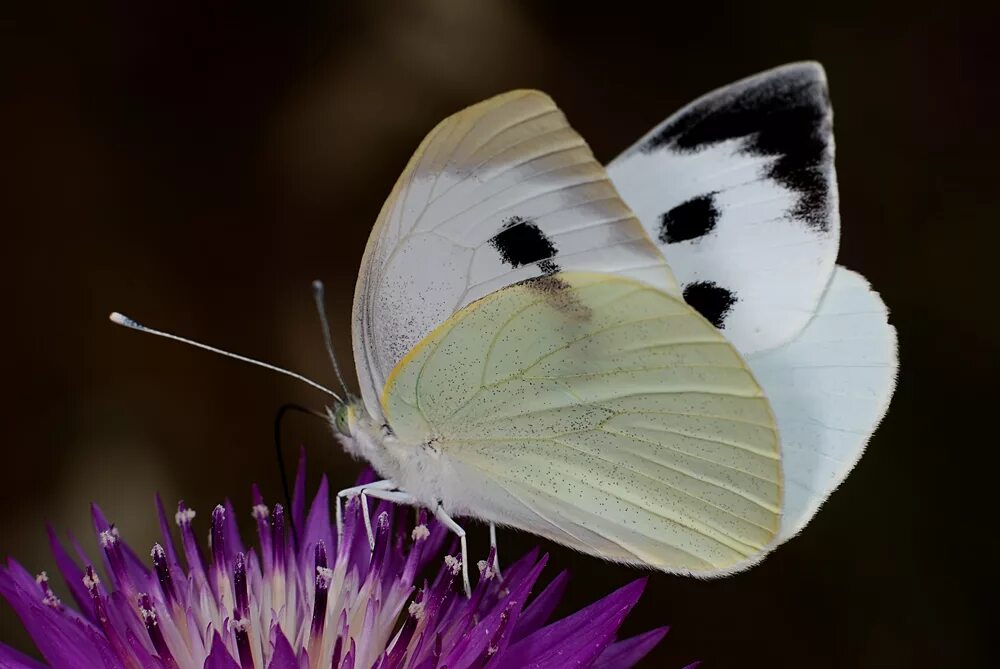 Бабочка Белянка капустница. Капустница Белянка. Капустница (Pieris brassicae). Бабочка Белянка. Бабочка капустная белянка имеет