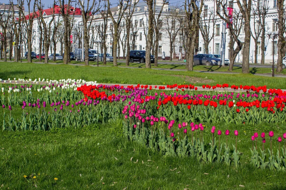 сиреневые тюльпаны букет. царицыно в москве цветники. тюльпаны балашиха. тюльпаны балашиха. аллея тюльпанов нальчик.