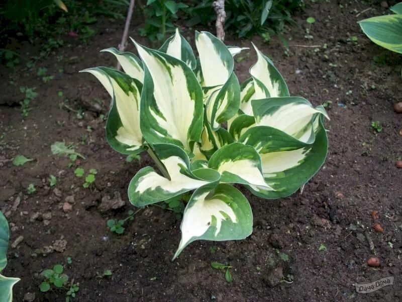 Хоста Файер энд айс. Хоста "Fire and Ice" (Hosta). Хоста гибридная Файр энд. Хоста гибридная Файр энд айс.