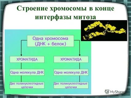 В конце интерфазы