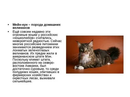 Породы кошек характер описание породы