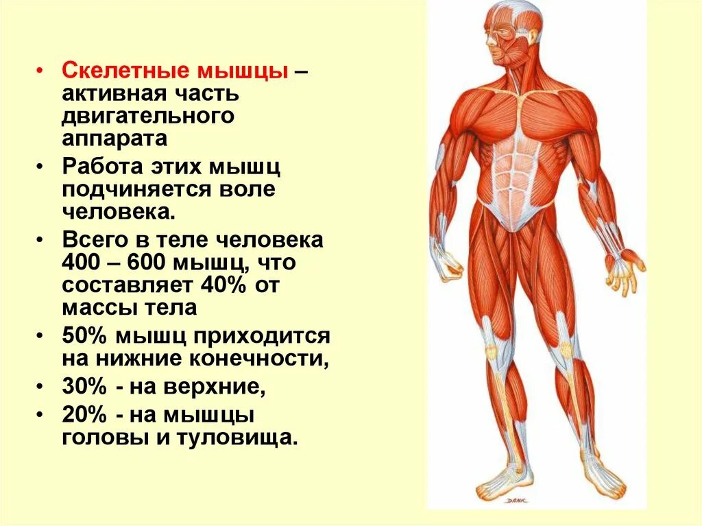 Работа скелетных мышц человека. Скелетные мышцы. Основные мышцы человека. Строение мышечной системы человека. Строение и работа мышечной системы.