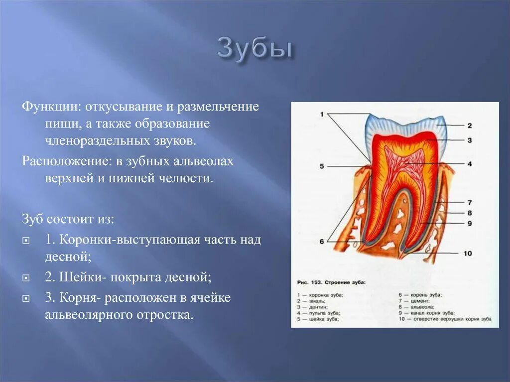 Альвеолярная десна. Зубы функции. Зубы строение и функции.