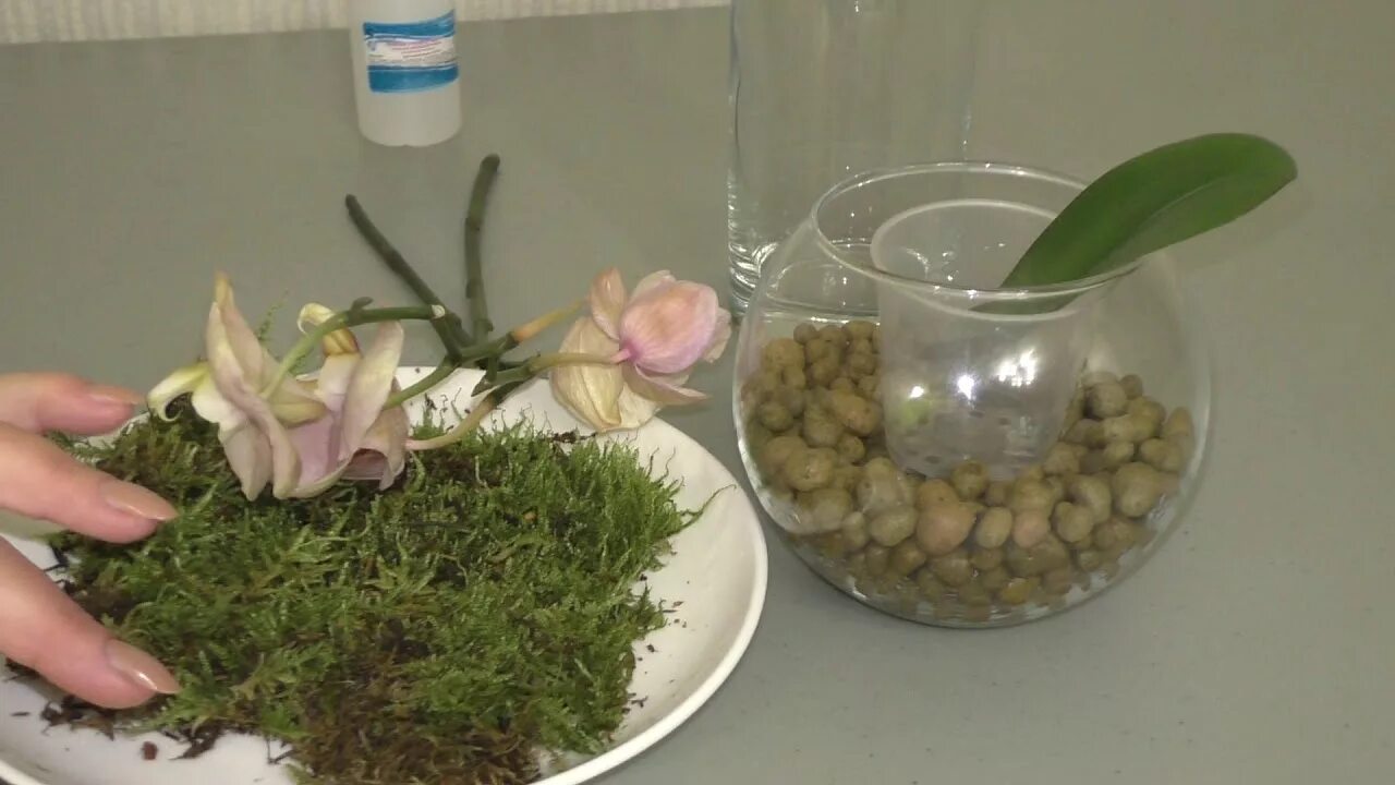 Вырастить детку орхидеи из цветоноса. Размножение орхидеи цветоносом. Как вырастить детку орхидеи из цветоноса. Размножение орхидеи цветоносом. Орхидея из цветоноса в бутылке.