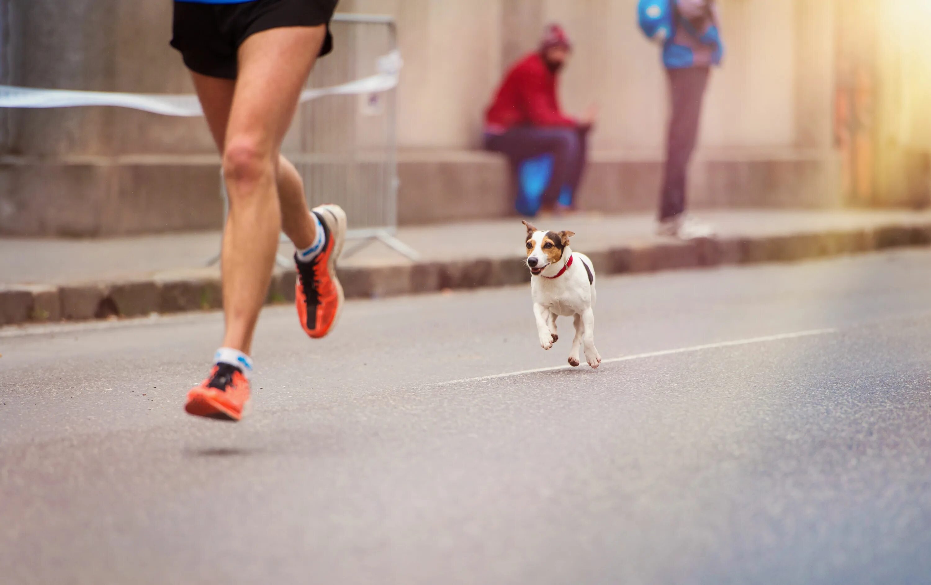 My dog running