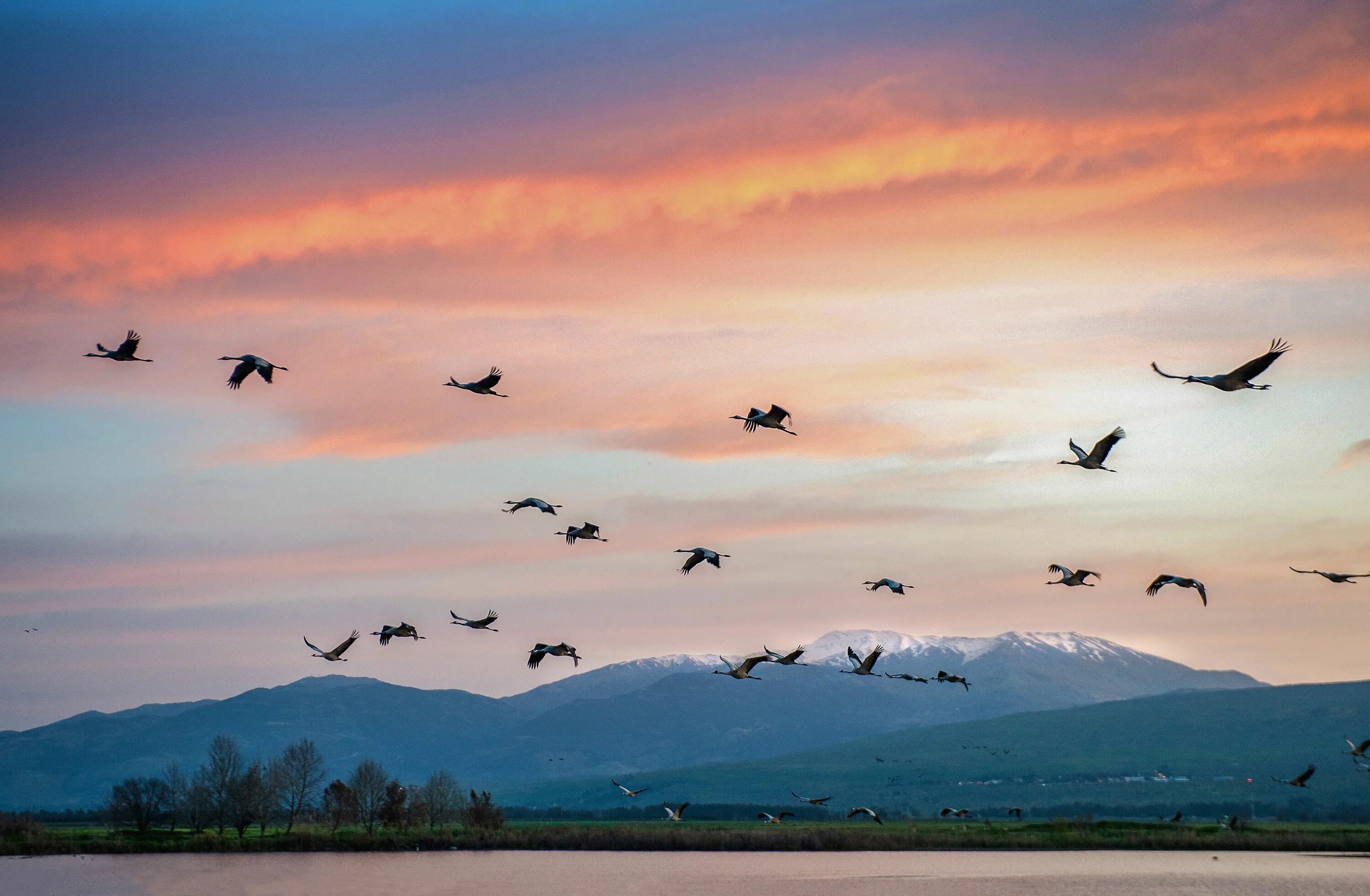 Bird has flown. Птицы панорама. Стая птиц над горами. Журавли в горах. Журавли над горами.